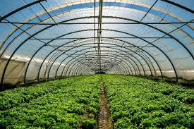 VAI TRÒ CỦA NHỰA TRONG NÔNG NGHIỆP 4.0 nhà kính